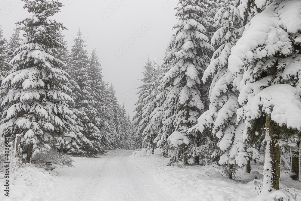 Obraz premium Tannen im verschneiten Winterwald