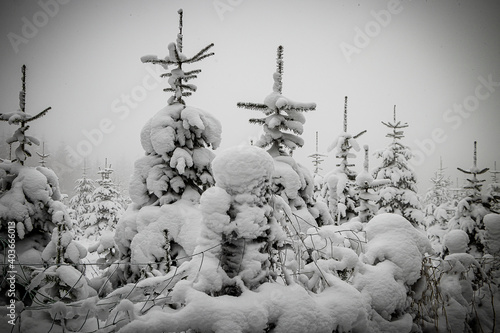 Tannen im verschneiten Winterwald