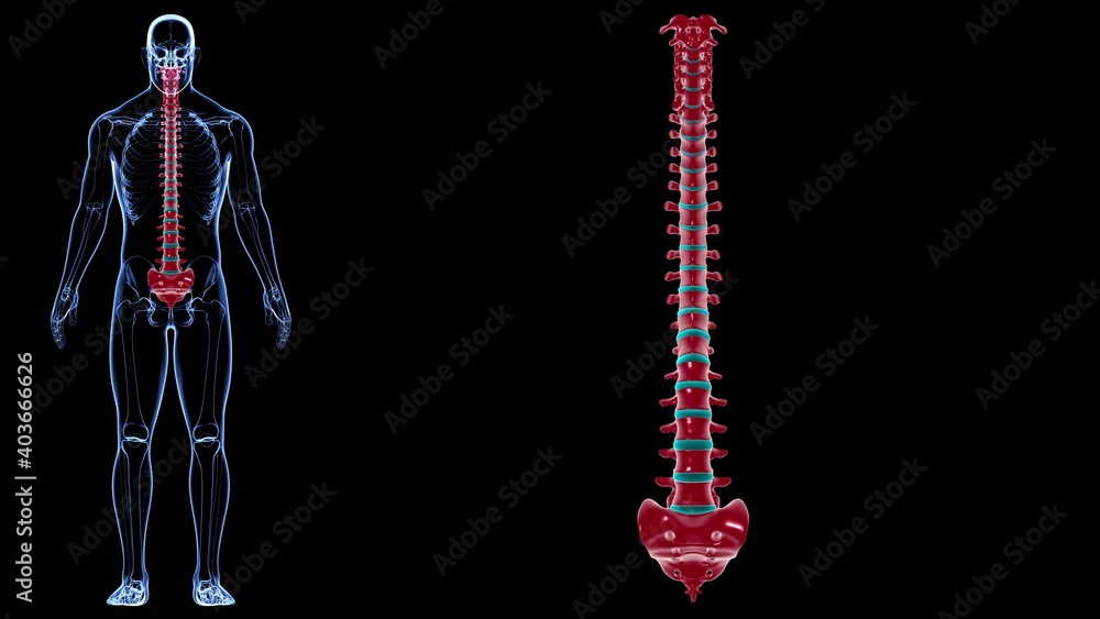 Human Skeleton Vertebral Column Vertebrae Anatomy Human Skeleton Vertebral Column Vertebrae Anatomy