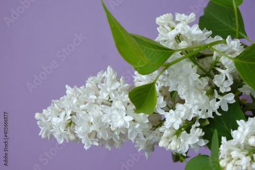 White lilac flowers close-up on a lilac background. Delicate floral background.Spring flowers.White spring flowers background