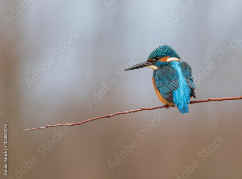 Beautiful kingfisher on the branch