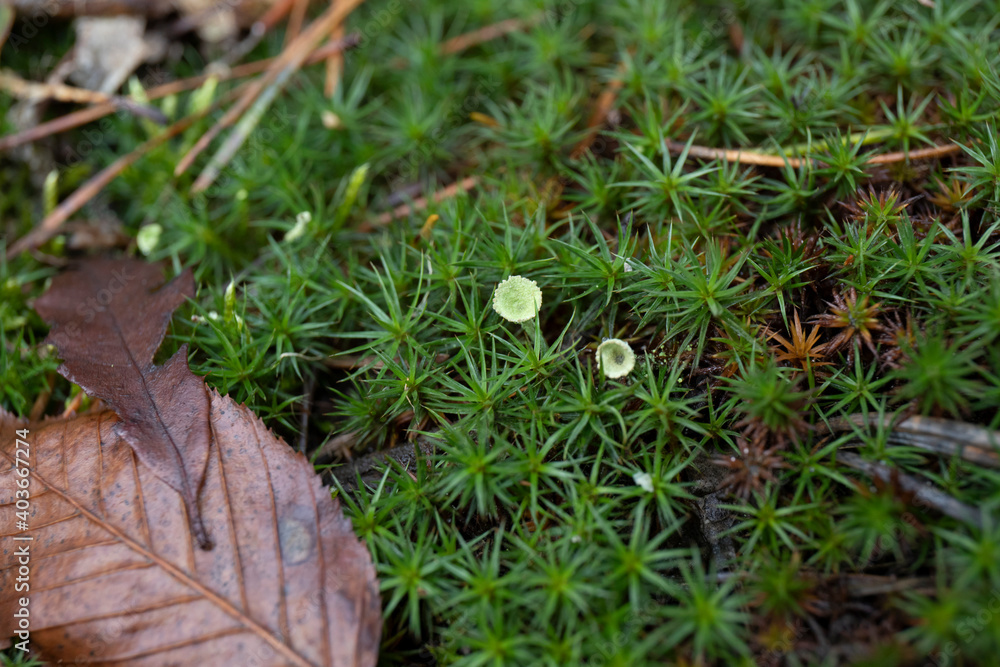 Moss in a rotten forest (texture) Moss in a rotten forest (texture)