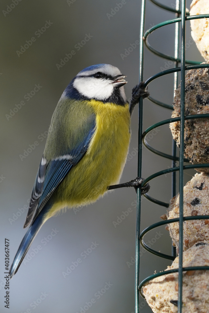 Obraz premium a blue tit at a bird feeder on a sunny winter day in the garden 