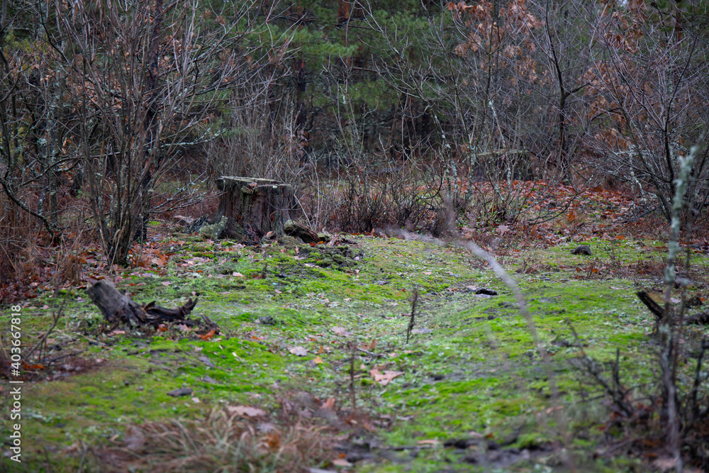 A cluttered rotten forest in autumn A cluttered rotten forest in autumn