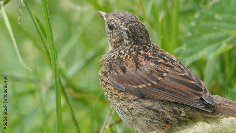 Dunnock searching for food on ground Dunnock searching for food on ground