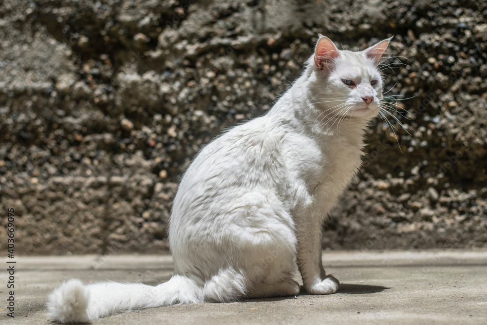 white cat on the street white cat on the street