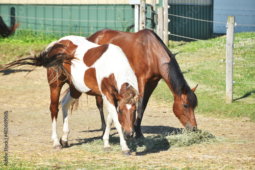 Two Horses Eating Hay