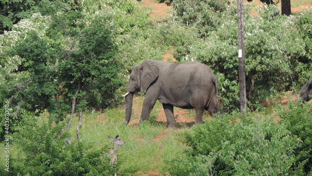 Fototapeta premium elephants in the wild
