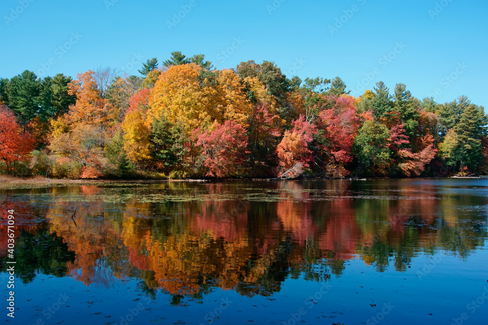 autumn trees reflected in lake Whitehall state park MA USA autumn trees reflected in lake Whitehall state park MA USA
