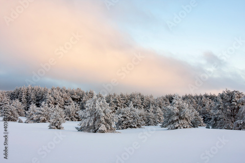 Picturesque winter evening landscape in Estonian nature with frost on spruce trees and snow on the ground