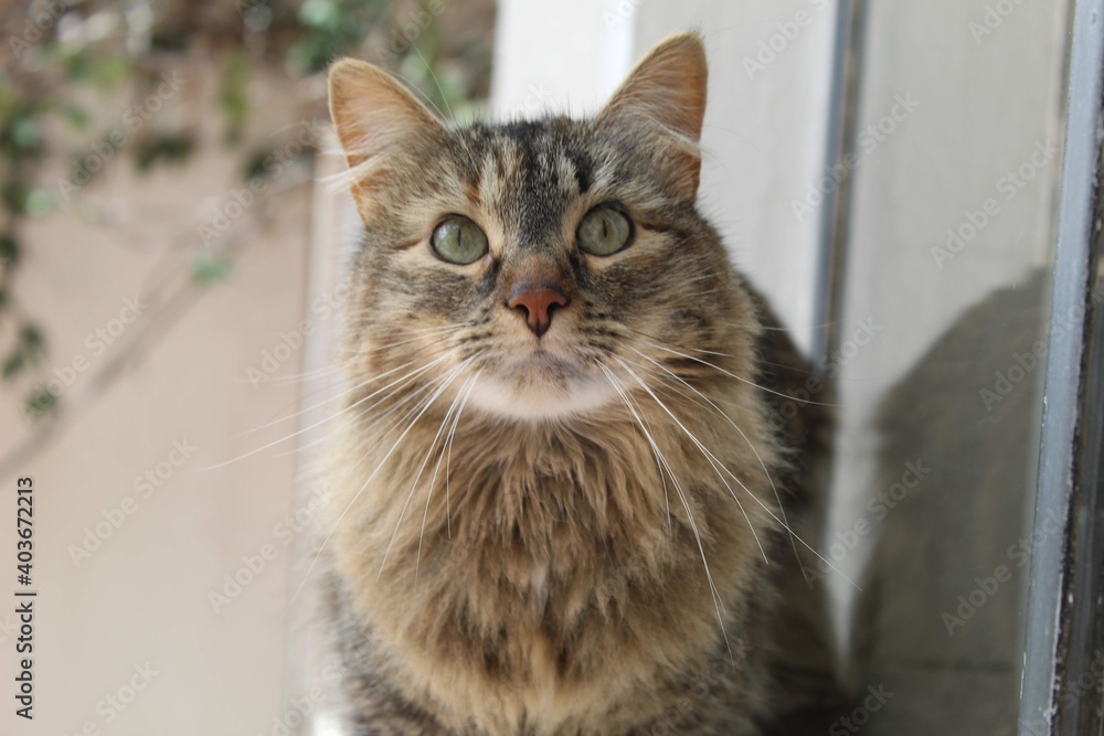 cat on the window