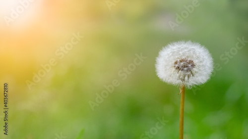 White dandelion on a blurred background at the evening sun