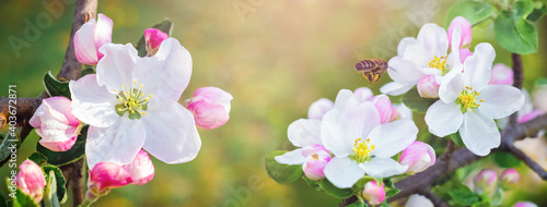Spring panorama with apple blossoms on a blurred background, panorama