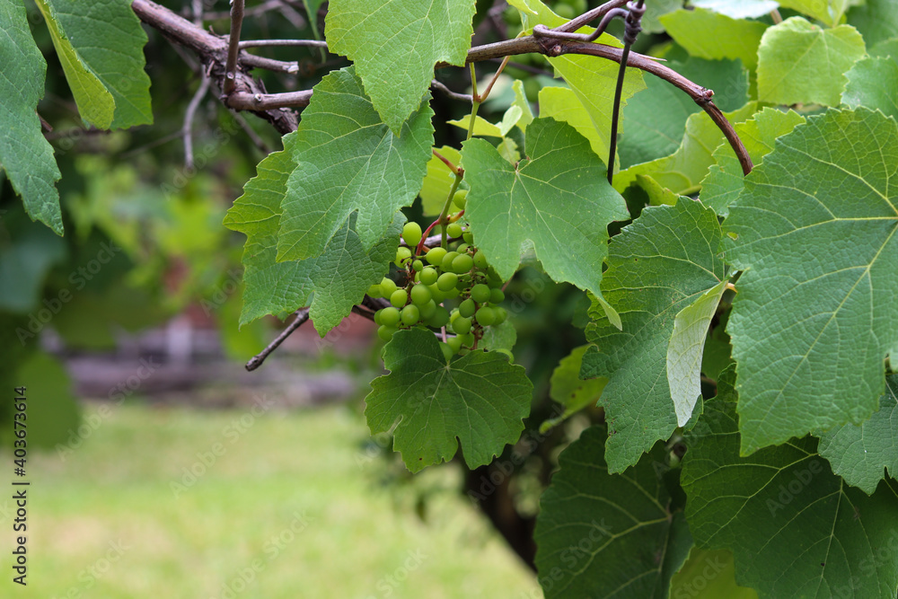 A beautiful vine with grapes at the beginning of growth. A beautiful vine with grapes at the beginning of growth.