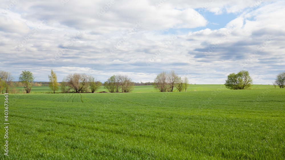 Wheat cultivation in Russia. shoots of wheat in the fields. Wheat cultivation in Russia. shoots of wheat in the fields.