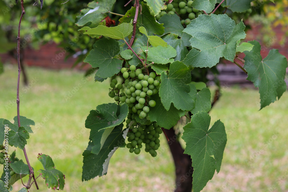 A beautiful vine with grapes at the beginning of growth. A beautiful vine with grapes at the beginning of growth.