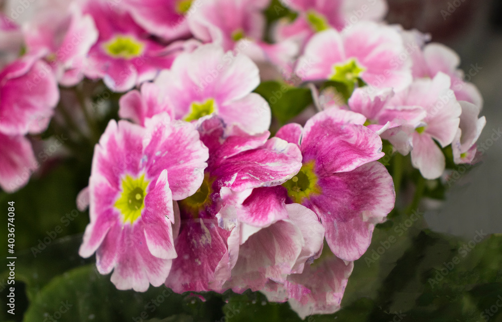 Primrose flowers close up. Seedlings in the store Primrose flowers close up. Seedlings in the store