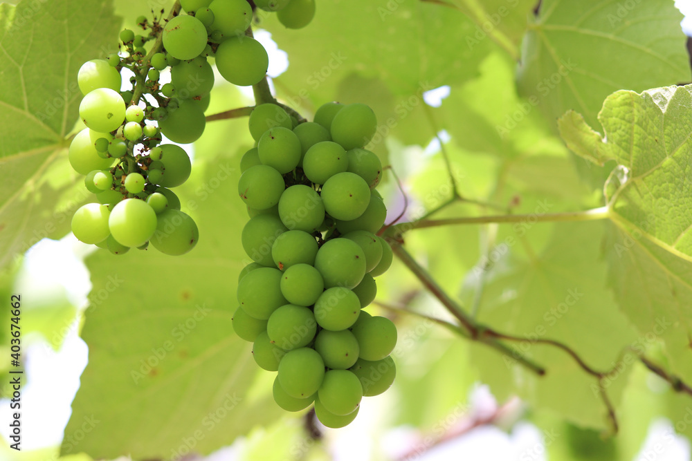 A beautiful vine with grapes at the beginning of growth. A beautiful vine with grapes at the beginning of growth.