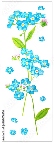 Card with forget me not flowers isolated on white background. Blue and green illustration.