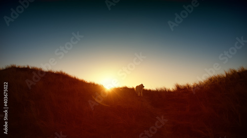 samoyed dog on the coast at sunset