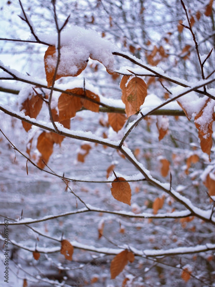 snow covered branches snow covered branches