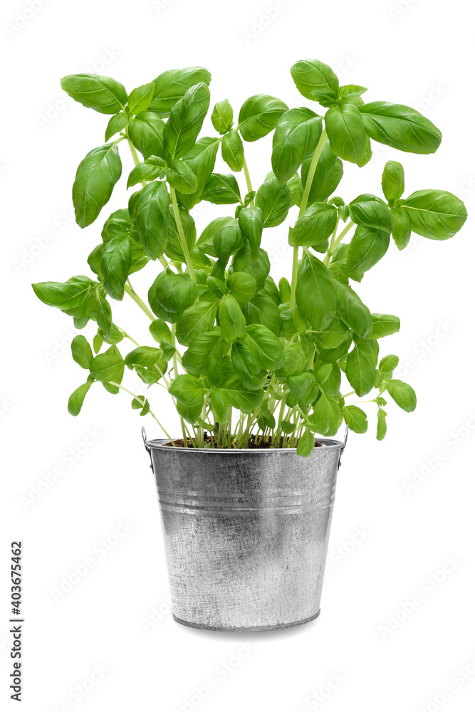 Studio shot of a fresh green basil bush in a metal vintage bucket isolated on a white background Studio shot of a fresh green basil bush in a metal vintage bucket isolated on a white background