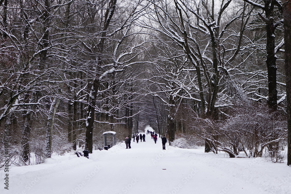 Fototapeta premium Winter park in snow