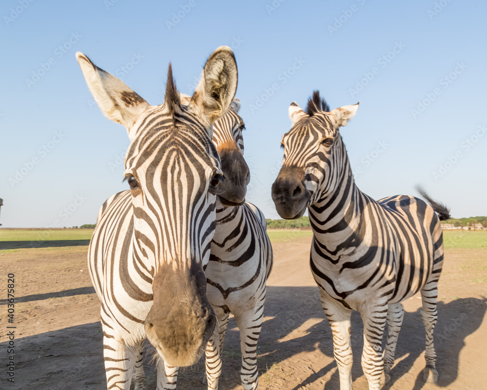 Naklejka premium mountain zebra herd