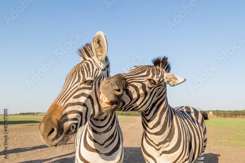 mountain zebra herd  funny zebras