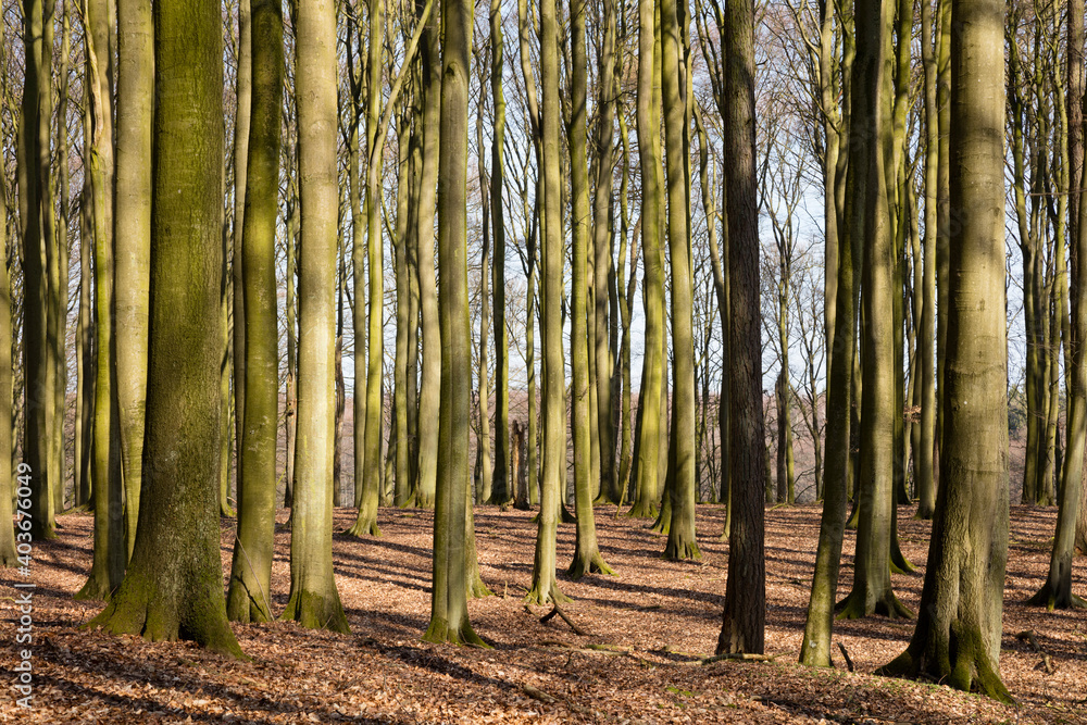 Beech Forest, Jasmund National Park, Rügen Island, Mecklenburg-west Pomerania, Germany, Europe Beech Forest, Jasmund National Park, Rügen Island, Mecklenburg-west Pomerania, Germany, Europe