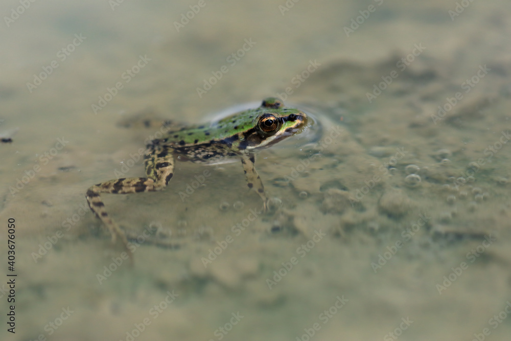 Obraz premium Edible Frog