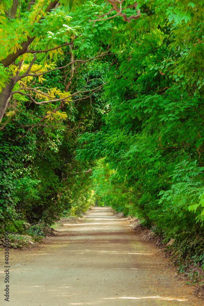 Dirt road in a dense forest during the summer. Trees, yellow fallen leaves, and dense undergrowth covering the ground. Dirt road in a dense forest during the summer. Trees, yellow fallen leaves, and dense undergrowth covering the ground.