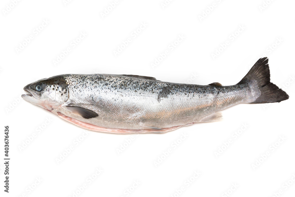 Whole Scottish salmon fish (1kg ) isolated on a white studio background. Whole Scottish salmon fish (1kg ) isolated on a white studio background.