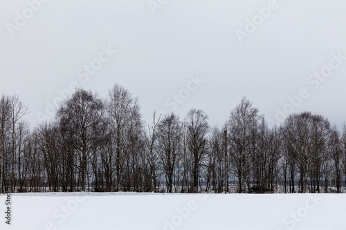 Bare trees at the edge of a winter snowfield
