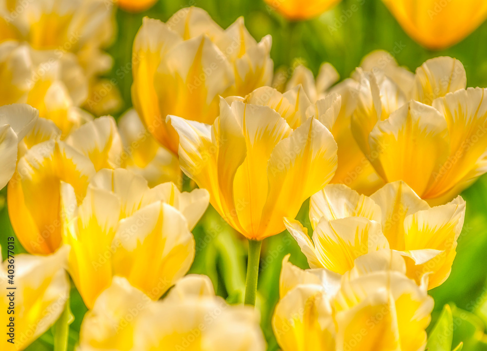 Obraz premium Yellow white field of tulips