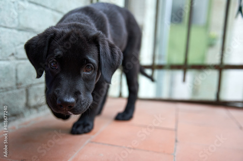 Black Labrador puppy learns life. On the balcony and looks at the world. Green background. High quality photo.