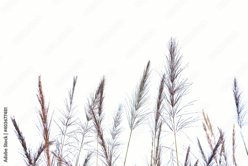 Obraz premium Blurred wild grass bush with flower blossom on white isolated background