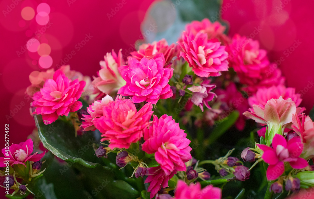 Flowers seedlings in the store Flowers seedlings in the store