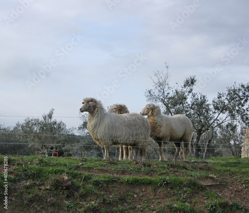 Fototapeta Naklejka Na Ścianę i Meble -  pecore e capre nella campagna toscana
