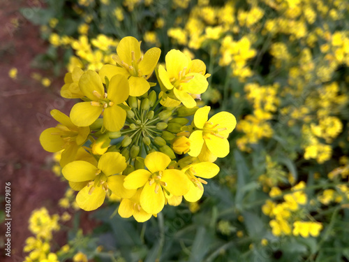 Mustard flower 
