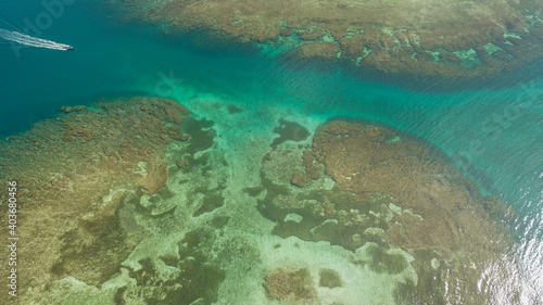 Fototapeta Naklejka Na Ścianę i Meble -  corales y roca en el oceano atlantico en panama 