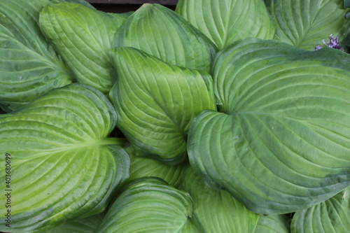 Green leaves of Hosta grow in a spring flowerbed in the park.