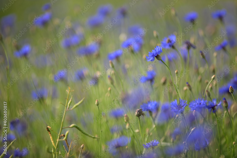 Cornflower