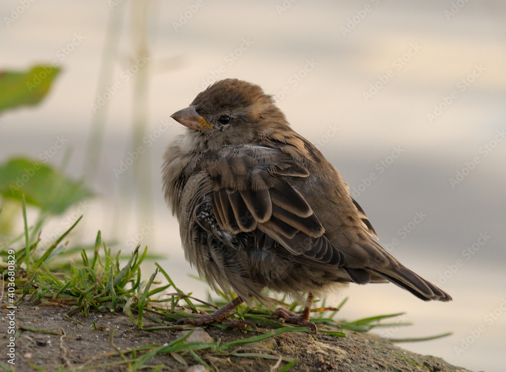 Eurasian tree sparrow Passer montanus, beautiful bird, hungry chick. Eurasian tree sparrow Passer montanus, a beautiful bird. A sparrow on the ground against a background of water and green leaves.