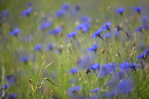 Cornflower