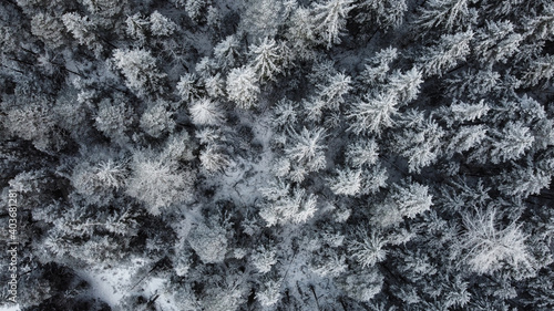 Snowy forest from a drone