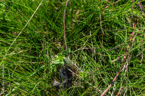 grasshopper in the grass © Amer
