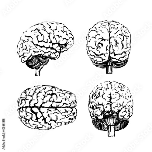 A set of brains in four angles made with a black ink brush.