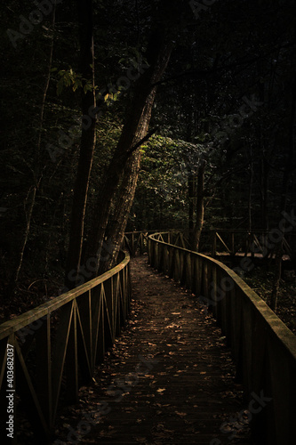 bridge in the woods