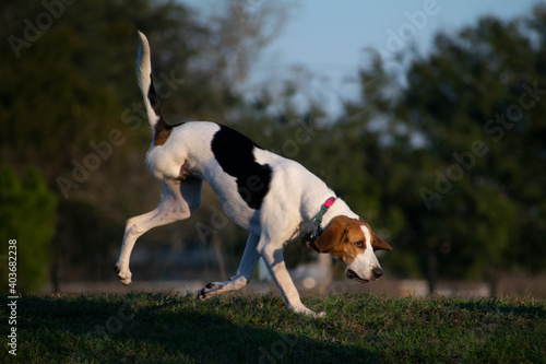 Hound dog with three legs runs across the grass at sunset